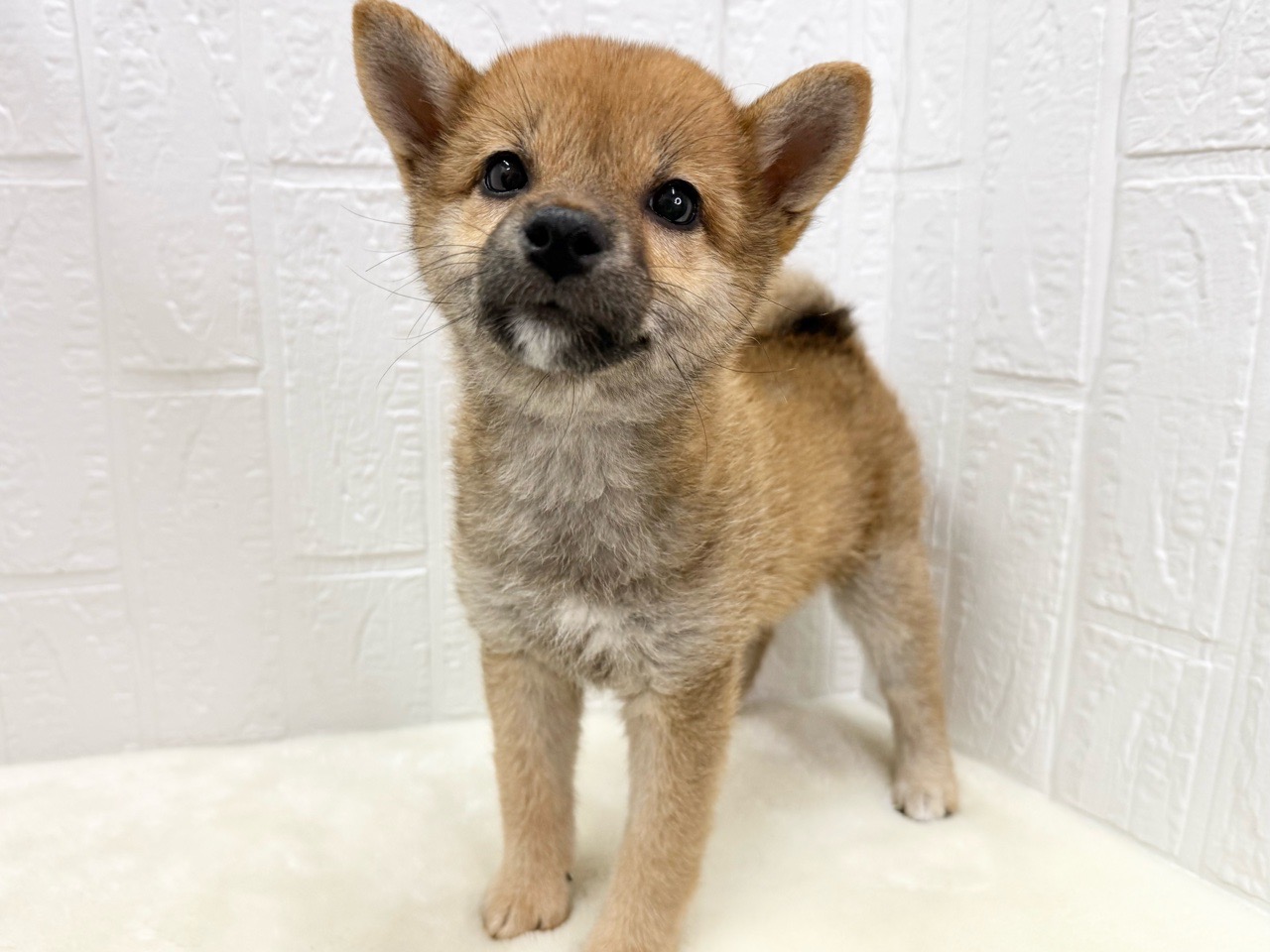 東京都の柴犬(標準サイズ) (かねだい青梅店/2025年4月7日生まれ/女の子/赤)の子犬の3枚目の画像