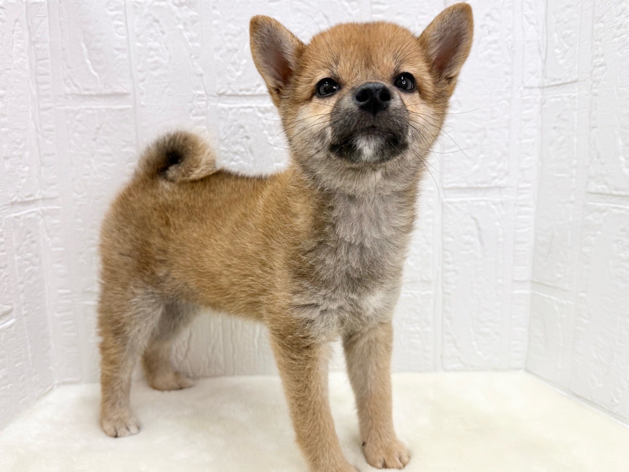 東京都の柴犬(標準サイズ) (かねだい青梅店/2025年4月7日生まれ/女の子/赤)の子犬の4枚目の画像