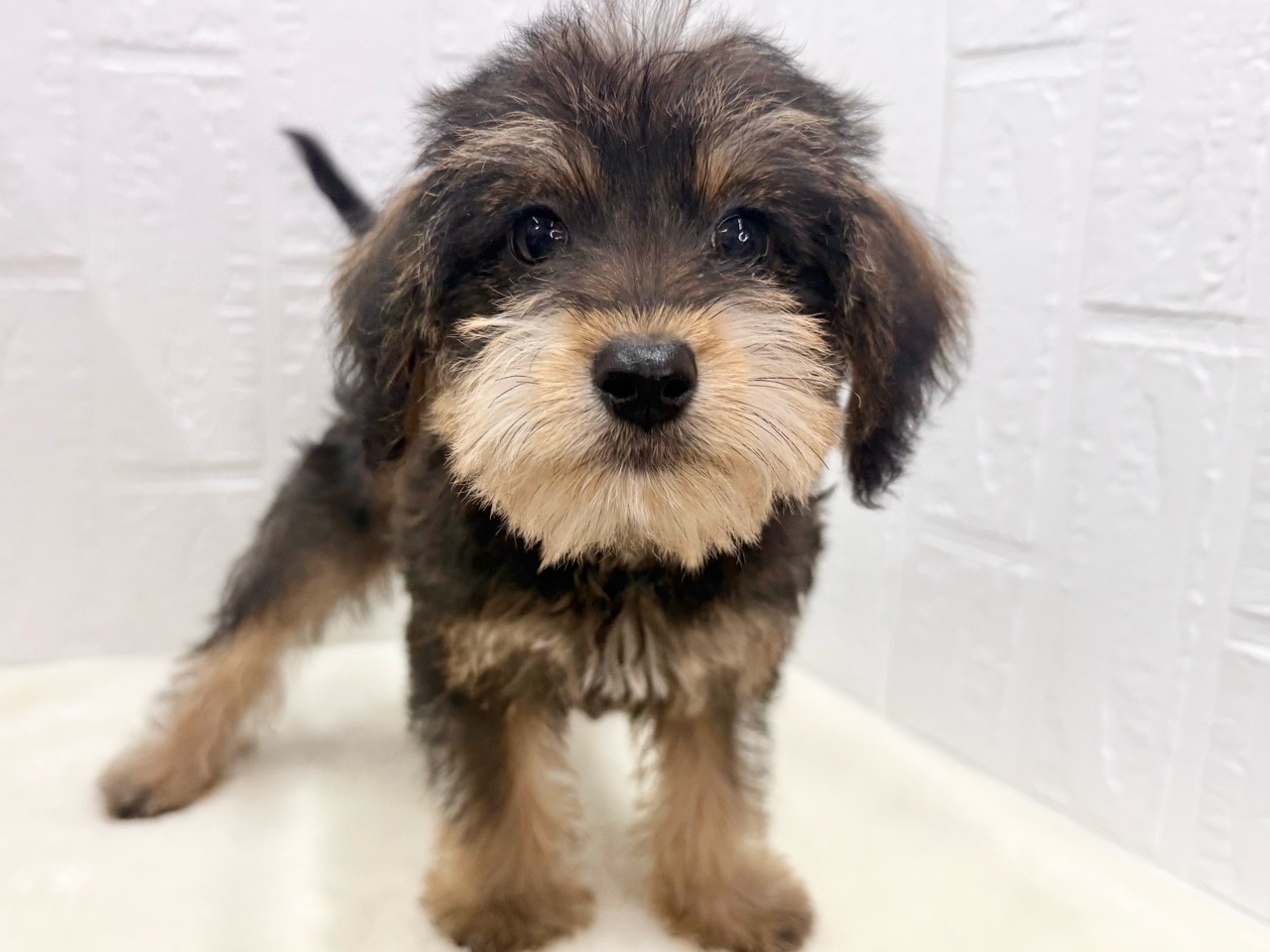 東京都のハーフ犬・ミックス犬 (かねだい青梅店/2025年4月4日生まれ/男の子/レッドフォーン)の子犬の1枚目の画像