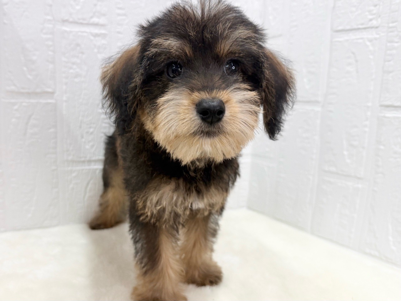 東京都のハーフ犬・ミックス犬 (かねだい青梅店/2025年4月4日生まれ/男の子/レッドフォーン)の子犬の2枚目の画像