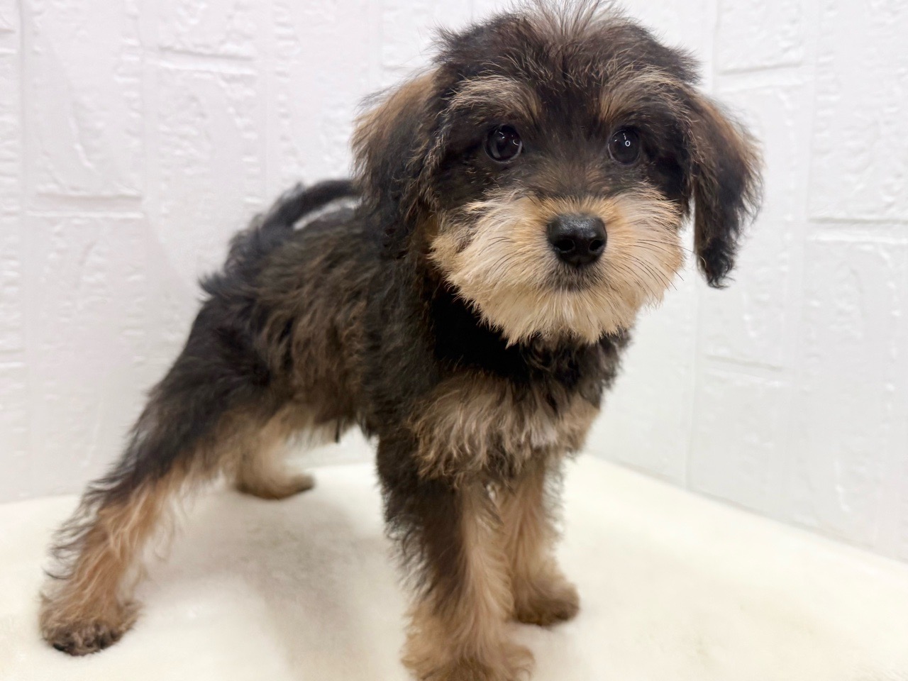 東京都のハーフ犬・ミックス犬 (かねだい青梅店/2025年4月4日生まれ/男の子/レッドフォーン)の子犬の3枚目の画像