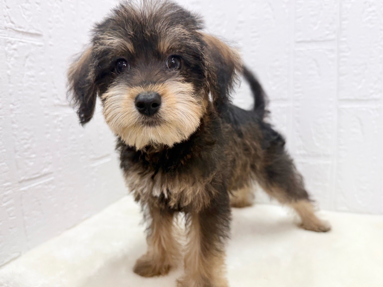 東京都のハーフ犬・ミックス犬 (かねだい青梅店/2025年4月4日生まれ/男の子/レッドフォーン)の子犬の4枚目の画像