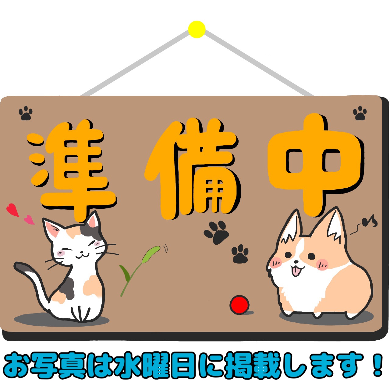 東京都のフレンチブルドッグ (かねだい青梅店/2025年5月5日生まれ/女の子/パイド)の子犬