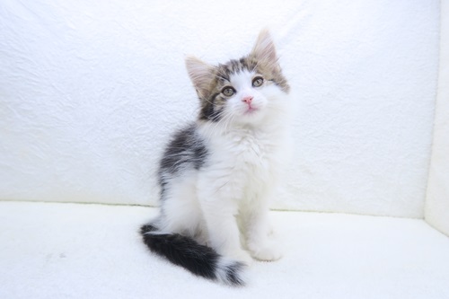 神奈川県のノルウェージャンフォレストキャット (かねだい海老名店/2025年4月30日生まれ/男の子/ブラックタビーホワイト)の子猫