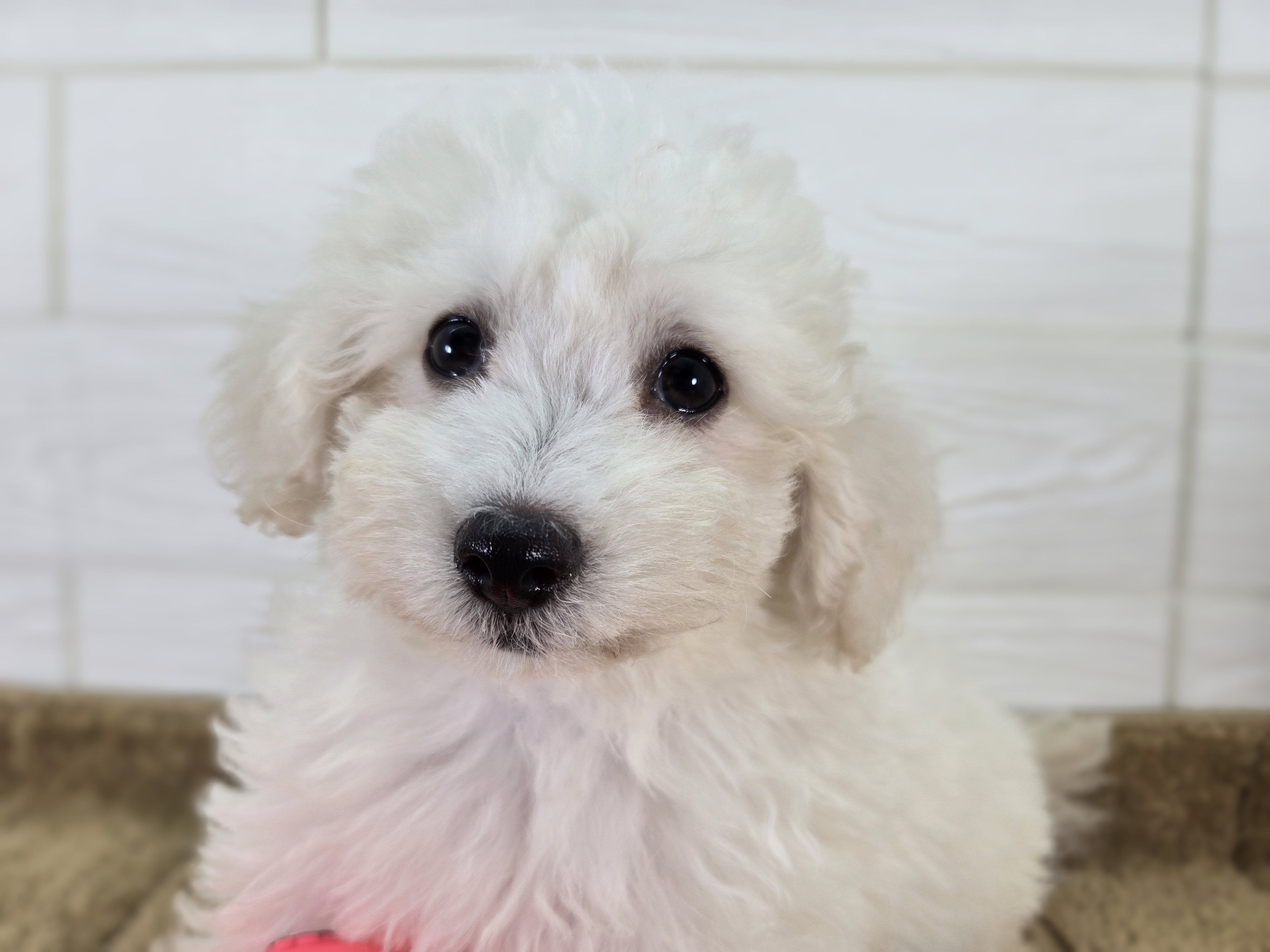 千葉県のハーフ犬・ミックス犬 (かねだいペットトライアル勝浦/2025年4月11日生まれ/男の子/ホワイト)の子犬の2枚目の画像