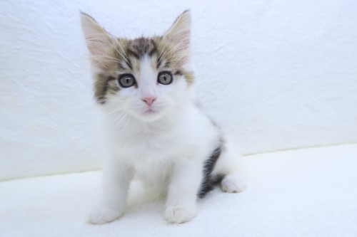 神奈川県のノルウェージャンフォレストキャット (かねだい海老名店/2025年4月27日生まれ/男の子/ブラックタビーホワイト)の子猫の2枚目の画像