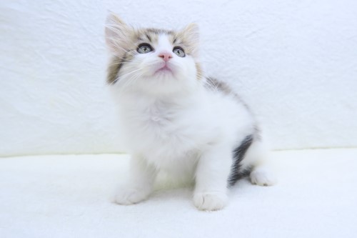 神奈川県のノルウェージャンフォレストキャット (かねだい海老名店/2025年4月27日生まれ/男の子/ブラックタビーホワイト)の子猫の3枚目の画像