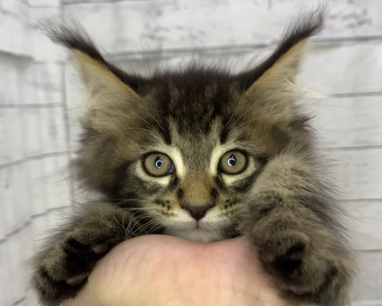 千葉県のメインクーン (かねだい千葉店/2025年5月4日生まれ/男の子/ブラウンタビー)の子猫の1枚目の画像