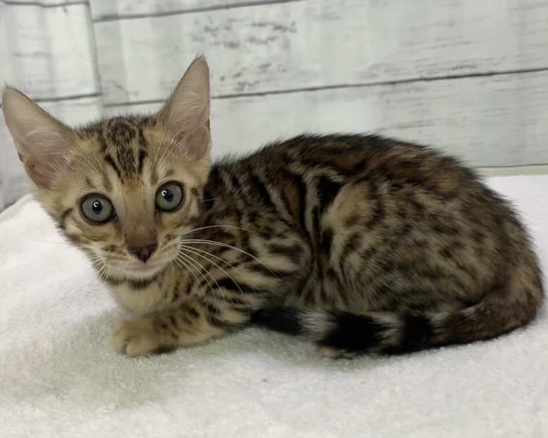 千葉県のベンガル (かねだい千葉店/2025年5月4日生まれ/女の子/ブラウンスポットタビー)の子猫の2枚目の画像