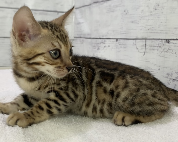 千葉県のベンガル (かねだい千葉店/2025年5月4日生まれ/女の子/ブラウンスポットタビー)の子猫の3枚目の画像