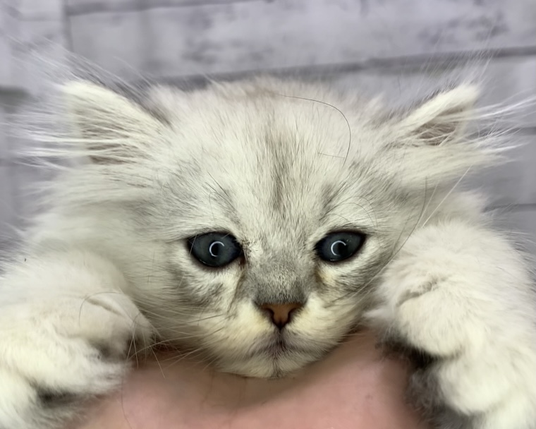 千葉県のペルシャ (かねだい千葉店/2025年4月30日生まれ/男の子/チンチラシルバー)の子猫の1枚目の画像