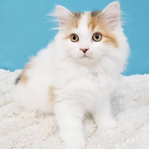 千葉県のサイベリアン (かねだい四街道店/2025年3月17日生まれ/女の子/キャリコ)の子猫の1枚目の画像