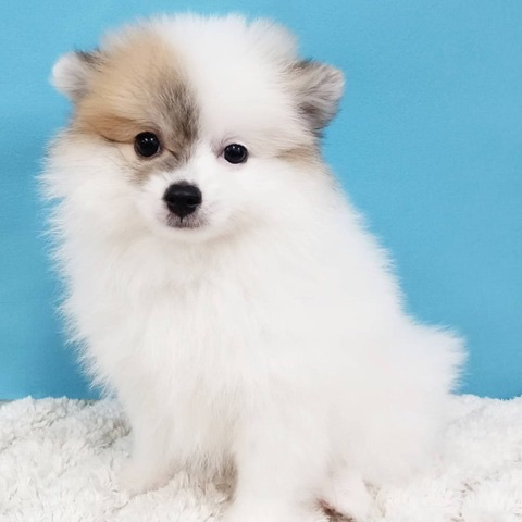 千葉県のポメラニアン (かねだい四街道店/2025年4月12日生まれ/女の子/パーティーカラー)の子犬の2枚目の画像