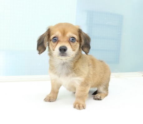 神奈川県のハーフ犬・ミックス犬 (かねだい伊勢原店/2025年5月6日生まれ/女の子/レッド)の子犬