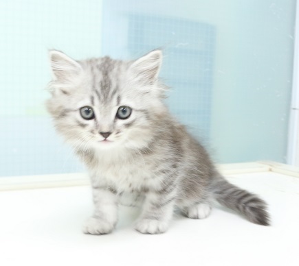 神奈川県のサイベリアン (かねだい伊勢原店/2025年5月5日生まれ/男の子/シルバータビー)の子猫