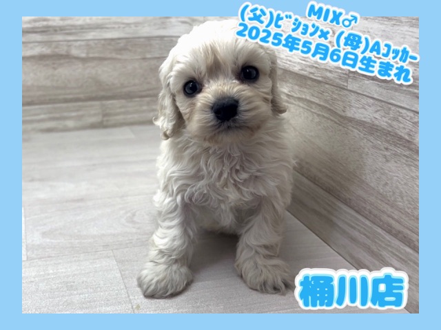 埼玉県のハーフ犬・ミックス犬 (かねだい桶川店/2025年5月6日生まれ/男の子/その他色)の子犬