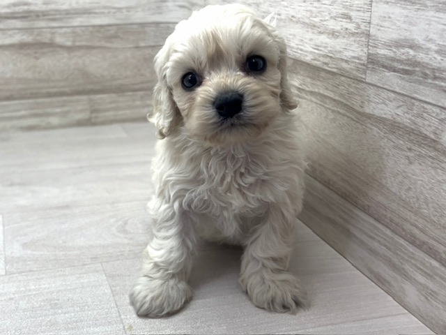 埼玉県のハーフ犬・ミックス犬 (かねだい桶川店/2025年5月6日生まれ/男の子/その他色)の子犬の2枚目の画像