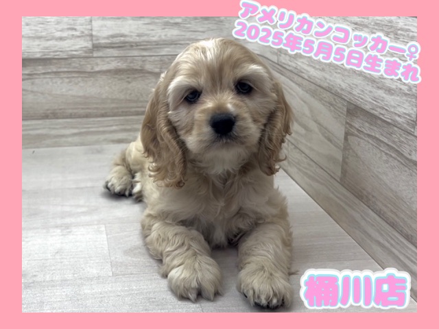 埼玉県のアメリカンコッカースパニエル (かねだい桶川店/2025年5月5日生まれ/女の子/バフ)の子犬の1枚目の画像
