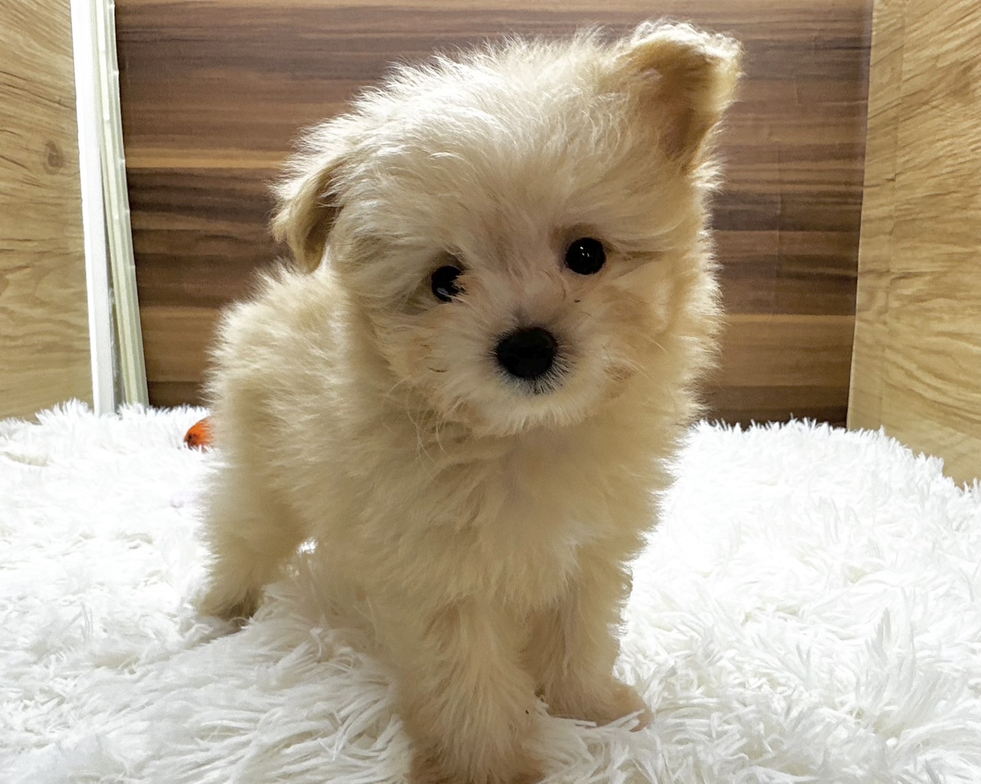 群馬県のハーフ犬・ミックス犬 (かねだいペットトライアル桐生/2025年5月4日生まれ/女の子/クリーム)の子犬の1枚目の画像