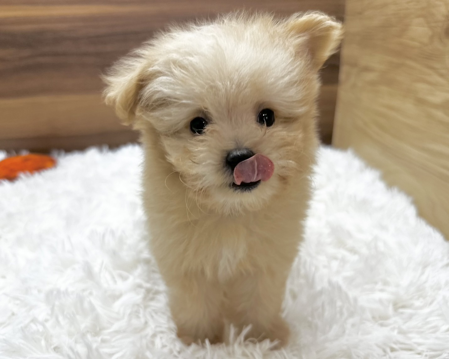 群馬県のハーフ犬・ミックス犬 (かねだいペットトライアル桐生/2025年5月4日生まれ/女の子/クリーム)の子犬の2枚目の画像