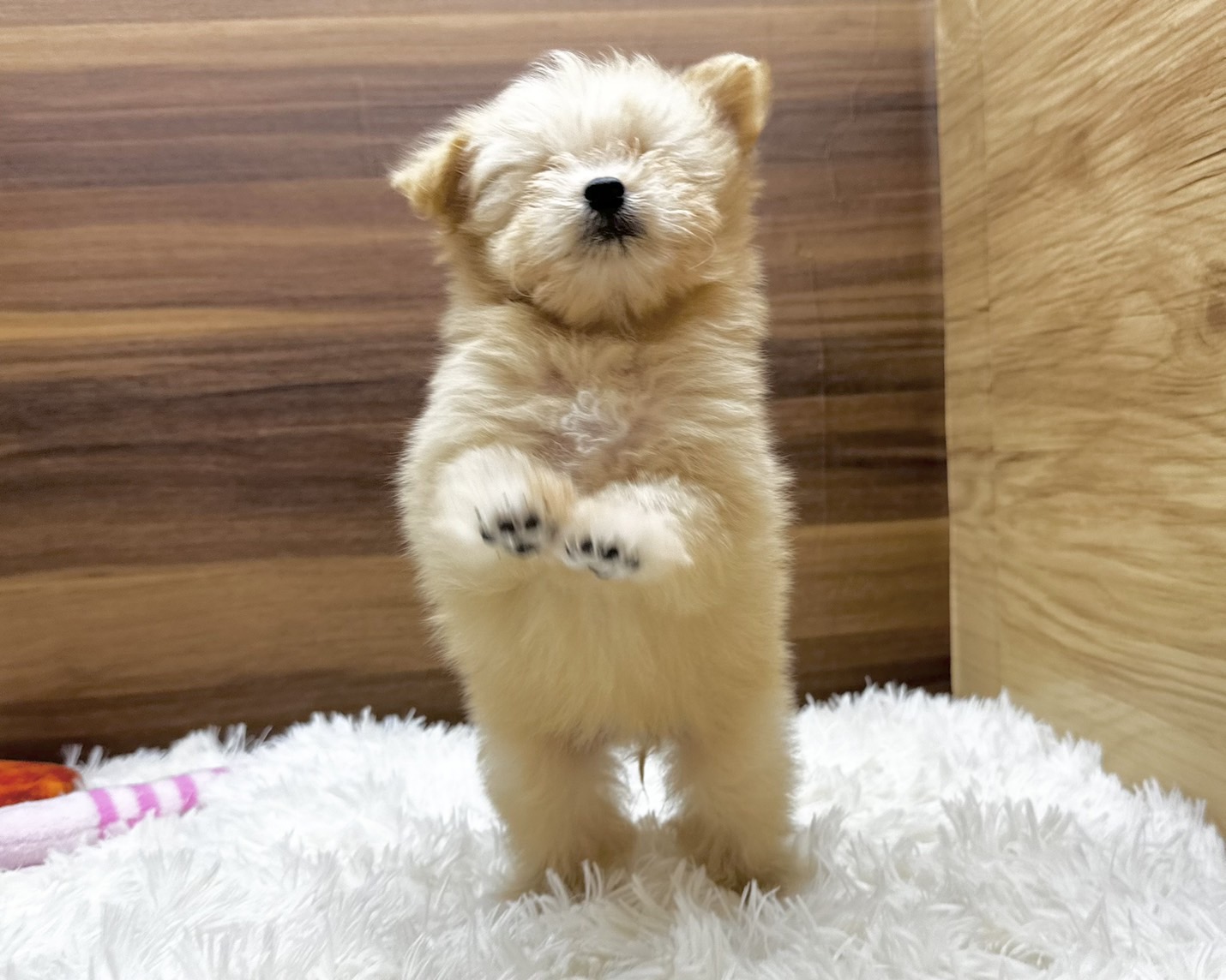 群馬県のハーフ犬・ミックス犬 (かねだいペットトライアル桐生/2025年5月4日生まれ/女の子/クリーム)の子犬の3枚目の画像