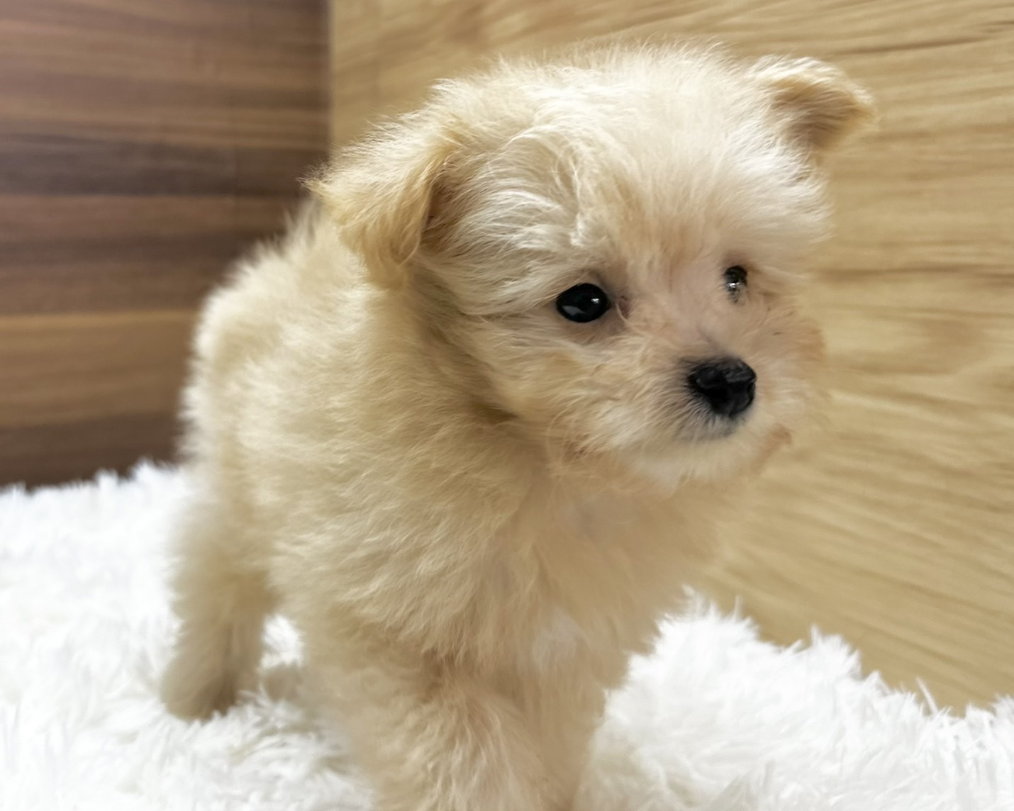 群馬県のハーフ犬・ミックス犬 (かねだいペットトライアル桐生/2025年5月4日生まれ/女の子/クリーム)の子犬の4枚目の画像