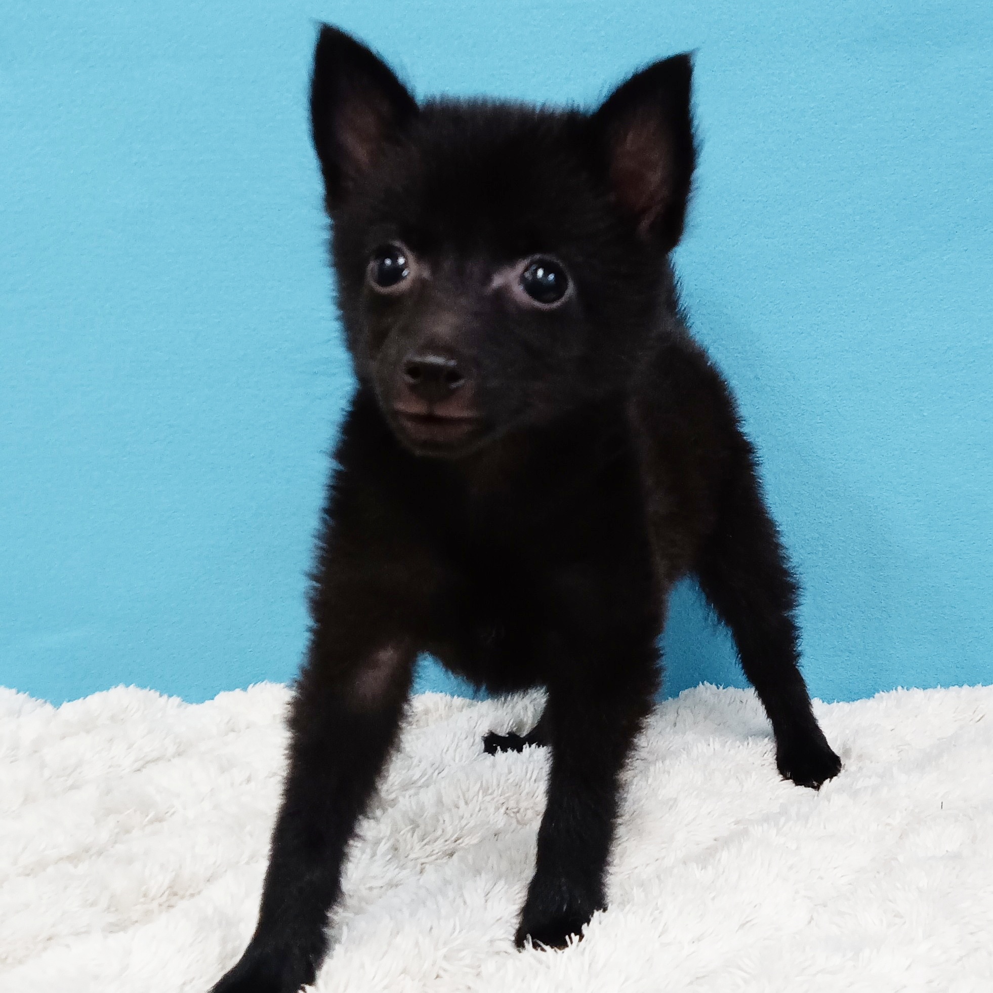 千葉県のハーフ犬・ミックス犬 (かねだい四街道店/2025年4月15日生まれ/女の子/ブラック)の子犬の3枚目の画像