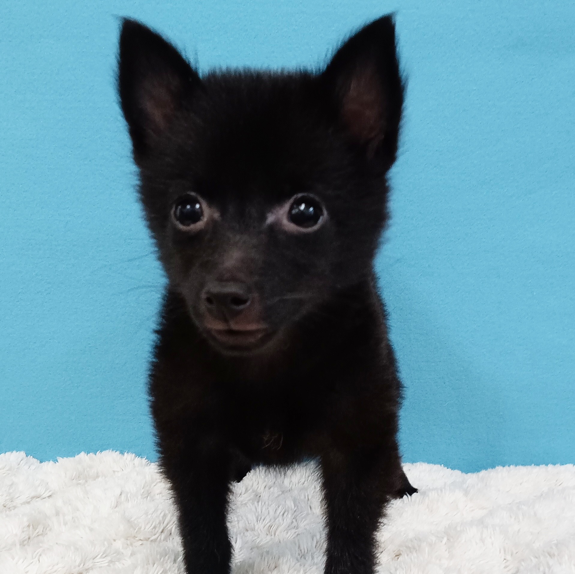 千葉県のハーフ犬・ミックス犬 (かねだい四街道店/2025年4月15日生まれ/女の子/ブラック)の子犬の4枚目の画像