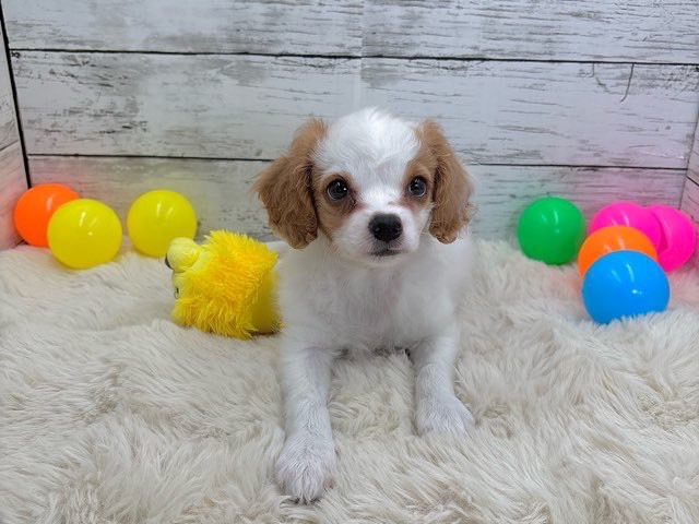 新潟県のハーフ犬・ミックス犬 (かねだいペットトライアル魚沼/2025年5月5日生まれ/女の子/ブレンハイム)の子犬の1枚目の画像