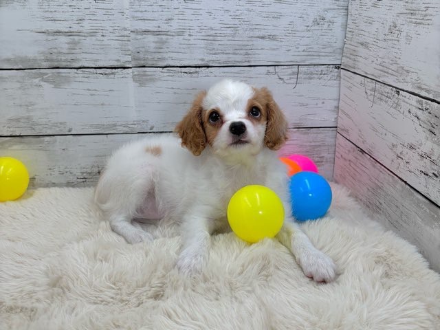 新潟県のハーフ犬・ミックス犬 (かねだいペットトライアル魚沼/2025年5月5日生まれ/女の子/ブレンハイム)の子犬の2枚目の画像