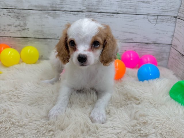 新潟県のハーフ犬・ミックス犬 (かねだいペットトライアル魚沼/2025年5月5日生まれ/女の子/ブレンハイム)の子犬の3枚目の画像