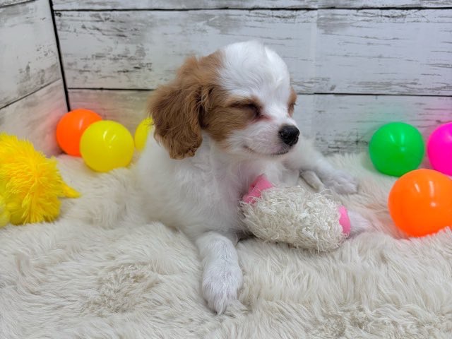 新潟県のハーフ犬・ミックス犬 (かねだいペットトライアル魚沼/2025年5月5日生まれ/女の子/ブレンハイム)の子犬の4枚目の画像