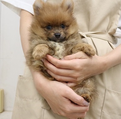神奈川県のポメラニアン (かねだい伊勢原店/2025年4月5日生まれ/男の子/オレンジ)の子犬