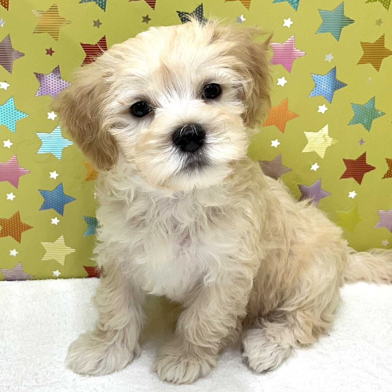 東京都のハーフ犬・ミックス犬 (かねだい足立店/2025年4月10日生まれ/男の子/クリーム)の子犬の1枚目の画像