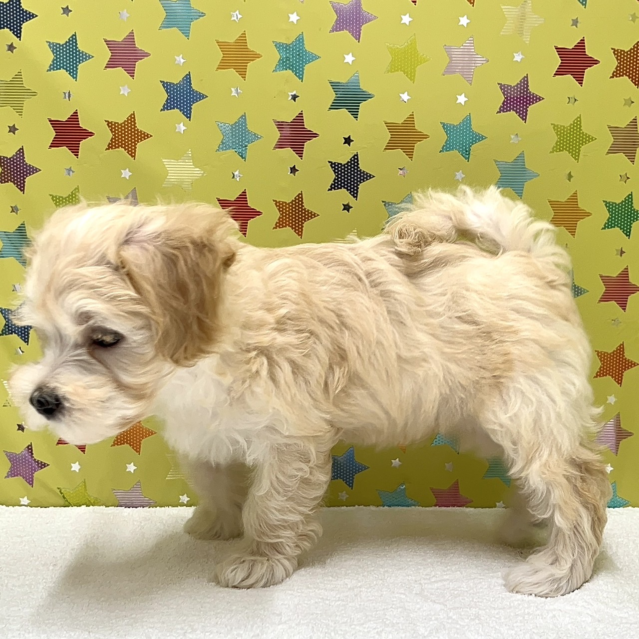 東京都のハーフ犬・ミックス犬 (かねだい足立店/2025年4月10日生まれ/男の子/クリーム)の子犬の2枚目の画像