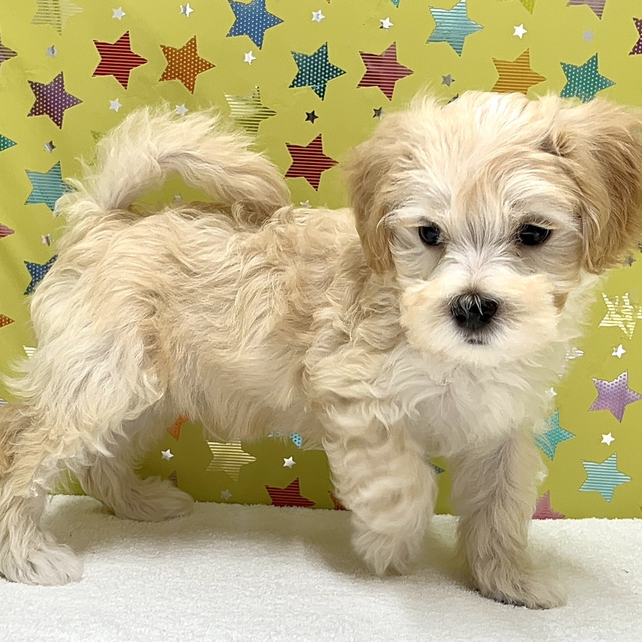 東京都のハーフ犬・ミックス犬 (かねだい足立店/2025年4月10日生まれ/男の子/クリーム)の子犬の3枚目の画像
