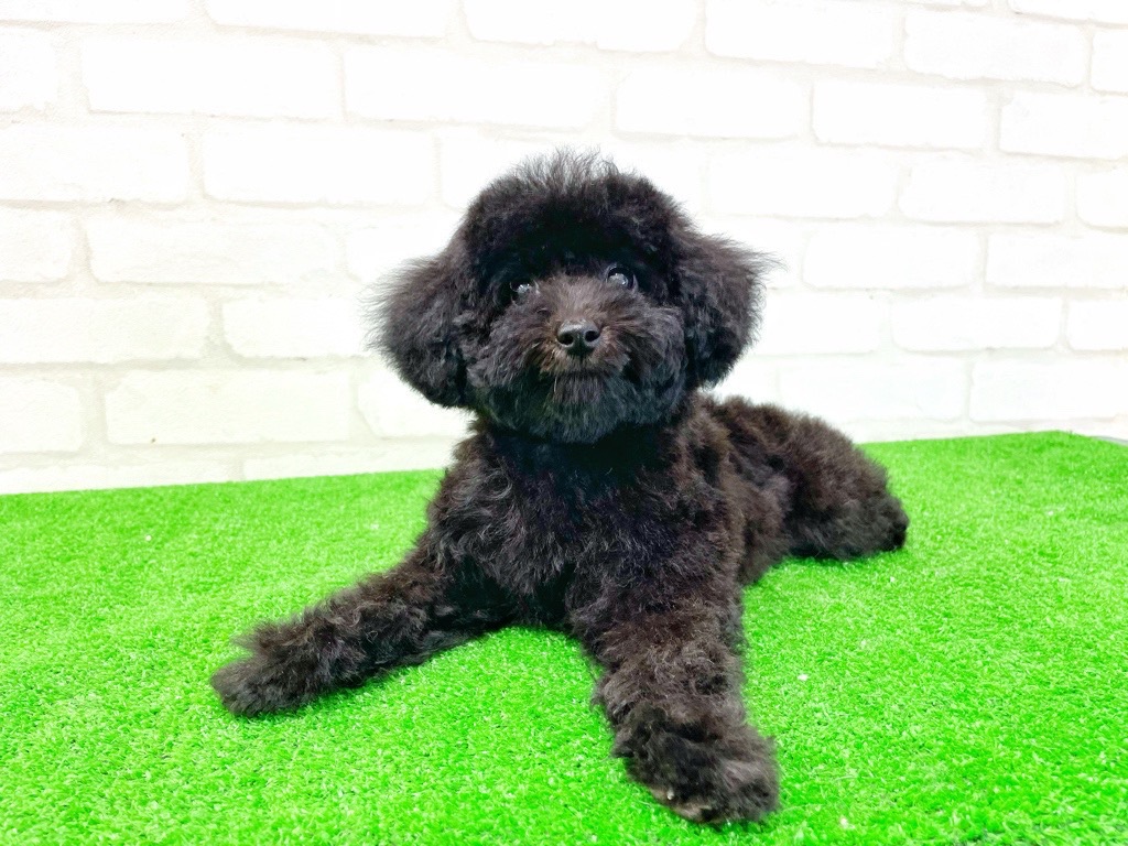 東京都のMIX犬　（父）チワワ、（母）トイプードル (かねだい立川店/2025年3月28日生まれ/女の子/ブラック)の子犬の3枚目の画像