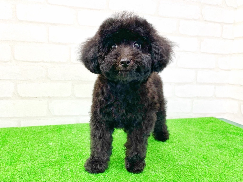東京都のMIX犬　（父）チワワ、（母）トイプードル (かねだい立川店/2025年3月28日生まれ/女の子/ブラック)の子犬の4枚目の画像