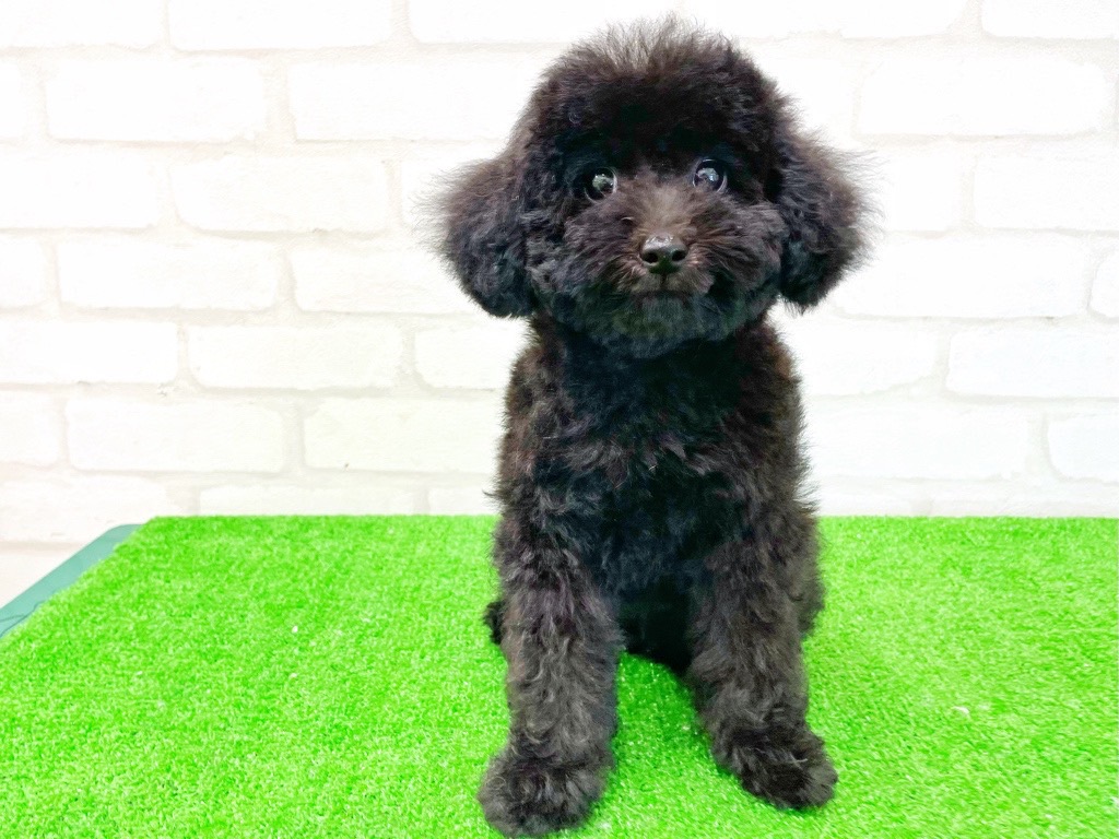 東京都のMIX犬　（父）チワワ、（母）トイプードル (かねだい立川店/2025年3月28日生まれ/女の子/ブラック)の子犬の2枚目の画像