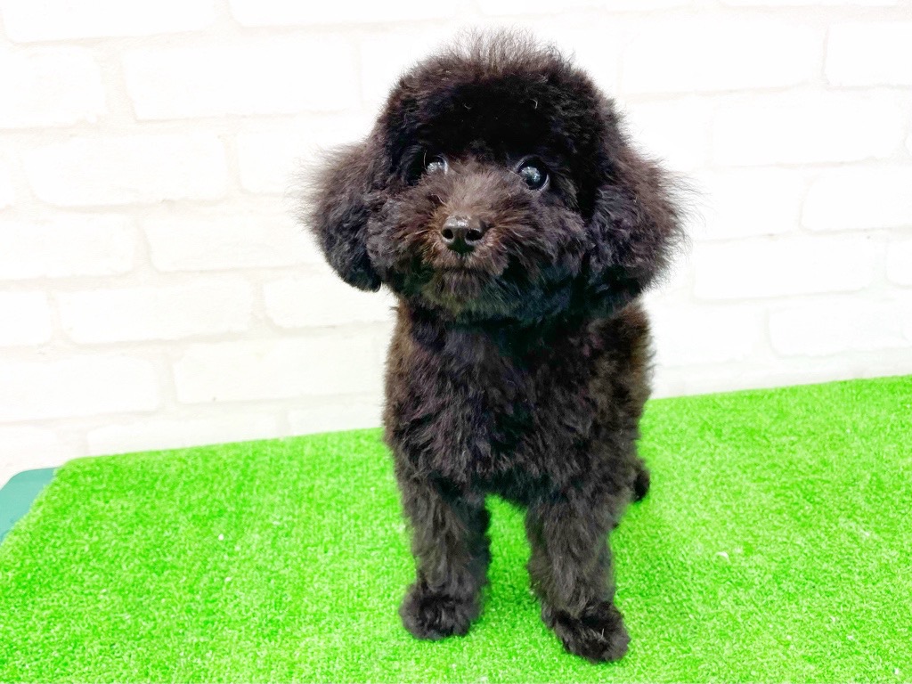 東京都のMIX犬　（父）チワワ、（母）トイプードル (かねだい立川店/2025年3月28日生まれ/女の子/ブラック)の子犬の1枚目の画像
