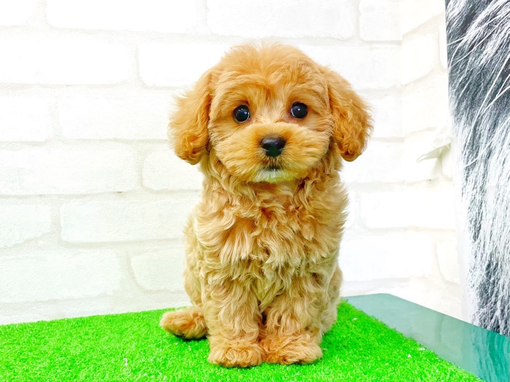 東京都のMIX犬　（父）マルチーズ、（母）トイプードル (かねだい立川店/2025年4月2日生まれ/女の子/クリーム)の子犬の3枚目の画像