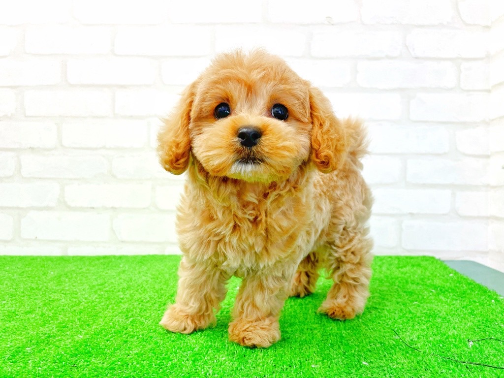 東京都のMIX犬　（父）マルチーズ、（母）トイプードル (かねだい立川店/2025年4月2日生まれ/女の子/クリーム)の子犬の1枚目の画像