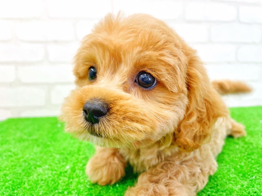 東京都のMIX犬　（父）マルチーズ、（母）トイプードル (かねだい立川店/2025年4月2日生まれ/女の子/クリーム)の子犬の2枚目の画像
