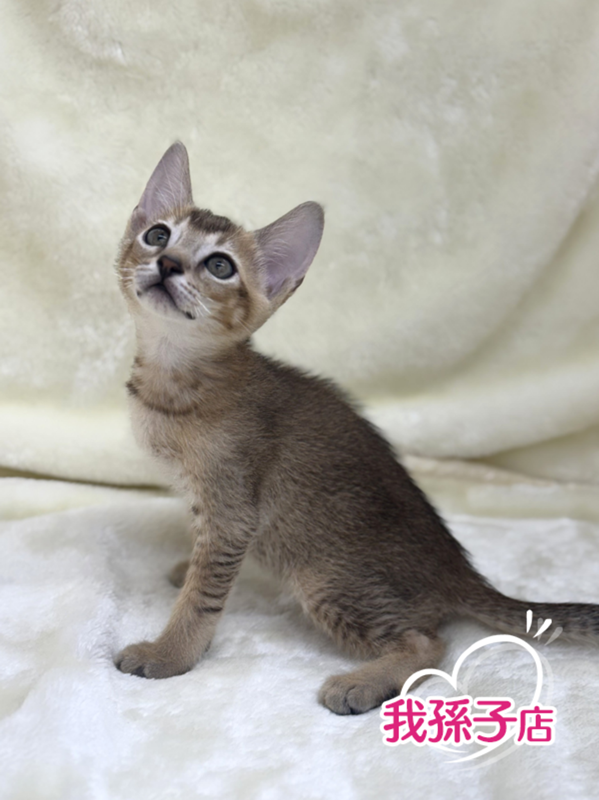 千葉県のハーフ猫・ミックス猫 (かねだい我孫子店/2025年4月26日生まれ/男の子/ルディ)の子猫の1枚目の画像