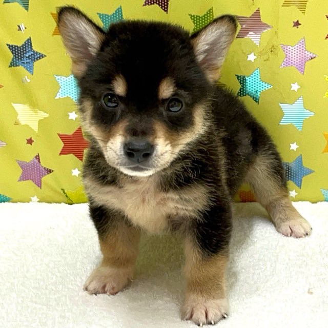 東京都のハーフ犬・ミックス犬 (かねだい足立店/2025年5月8日生まれ/男の子/黒)の子犬の1枚目の画像