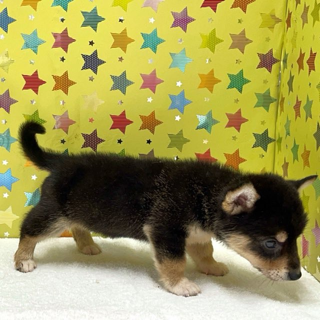 東京都のハーフ犬・ミックス犬 (かねだい足立店/2025年5月8日生まれ/男の子/黒)の子犬の2枚目の画像