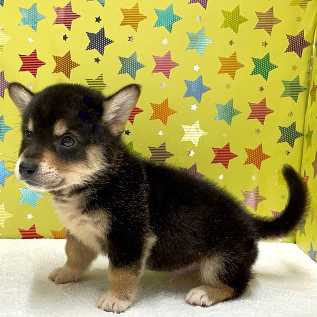 東京都のハーフ犬・ミックス犬 (かねだい足立店/2025年5月8日生まれ/男の子/黒)の子犬の3枚目の画像