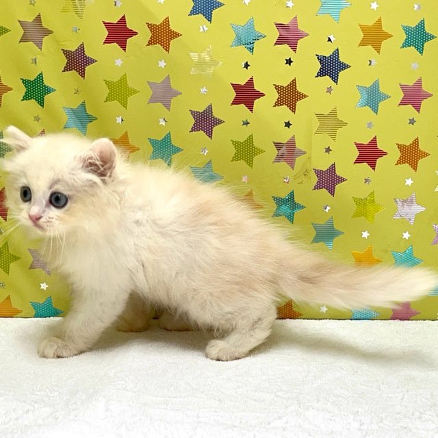 東京都のハーフ猫・ミックス猫 (かねだい足立店/2025年5月9日生まれ/男の子/クリームタビー)の子猫の4枚目の画像