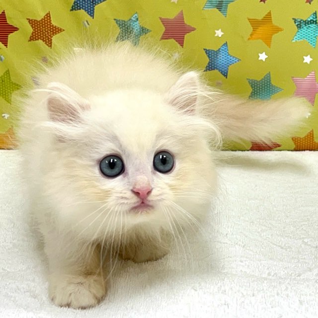 東京都のハーフ猫・ミックス猫 (かねだい足立店/2025年5月9日生まれ/男の子/クリームタビー)の子猫の2枚目の画像
