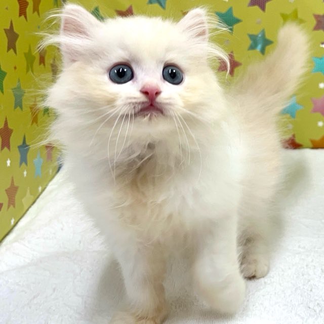 東京都のハーフ猫・ミックス猫 (かねだい足立店/2025年5月9日生まれ/男の子/クリームタビー)の子猫の1枚目の画像